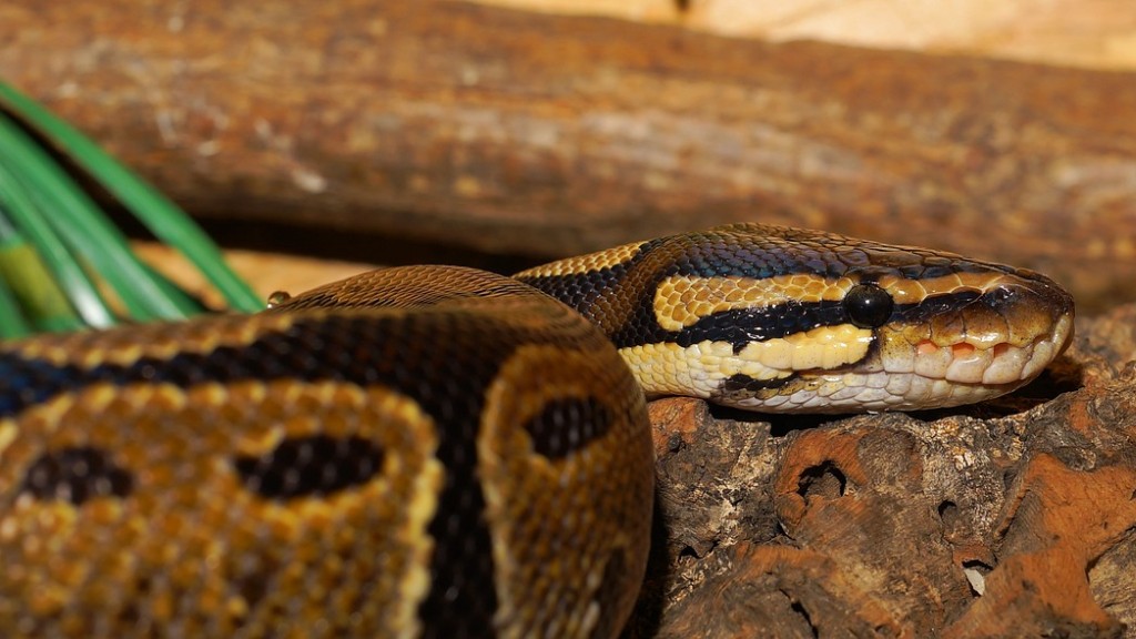 How To Identify An Australian Copperhead Snake