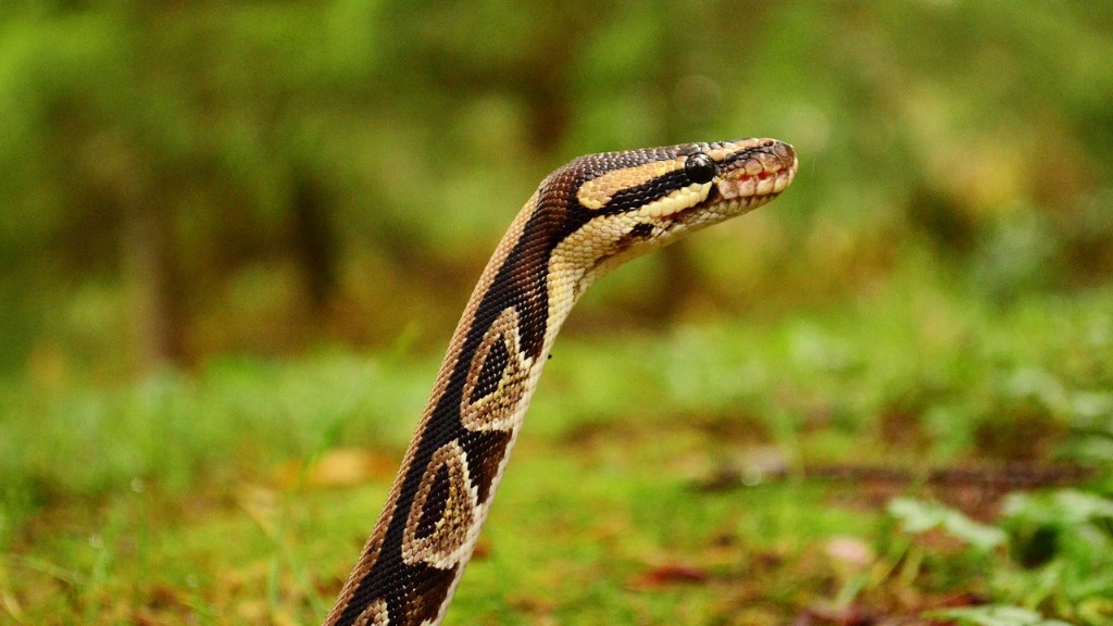 Error 1111 Python Snake