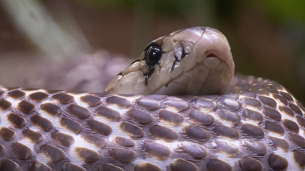 Dangerous Cobra Snake