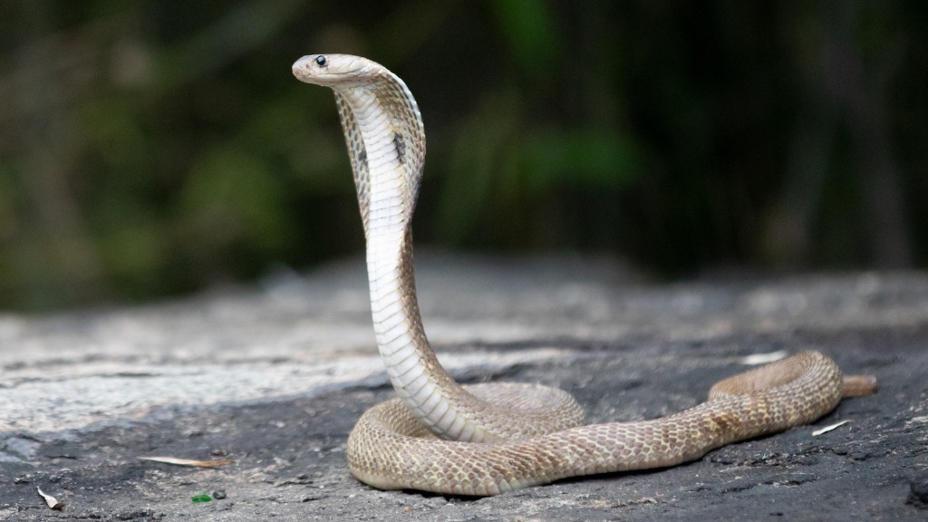 Black Striped Nose Python Snake