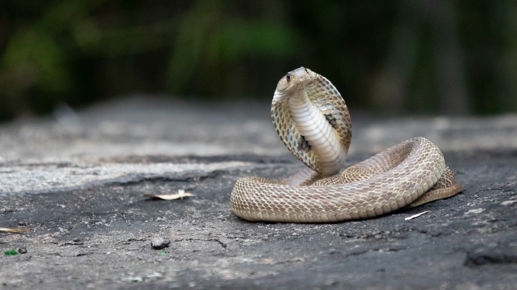 Atlanta De Cadenet Cobra Snake