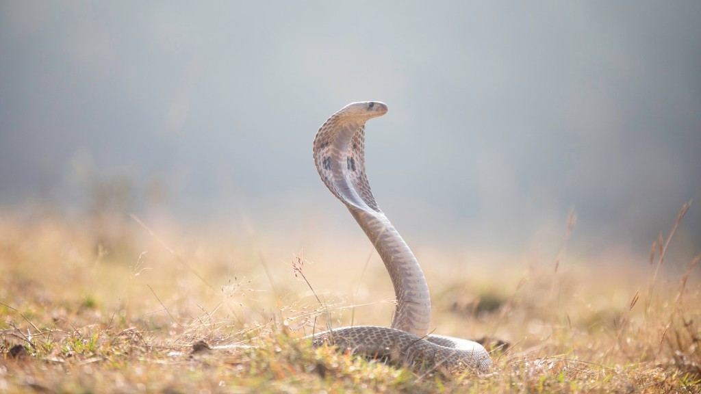 Explain Cobra Snake Charmers