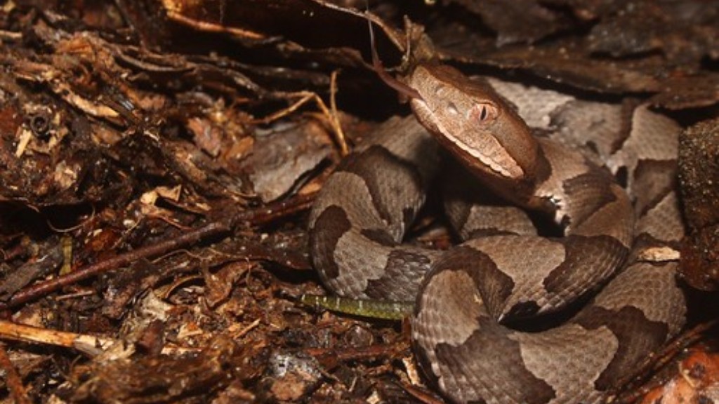 How To Identify An Australian Copperhead Snake