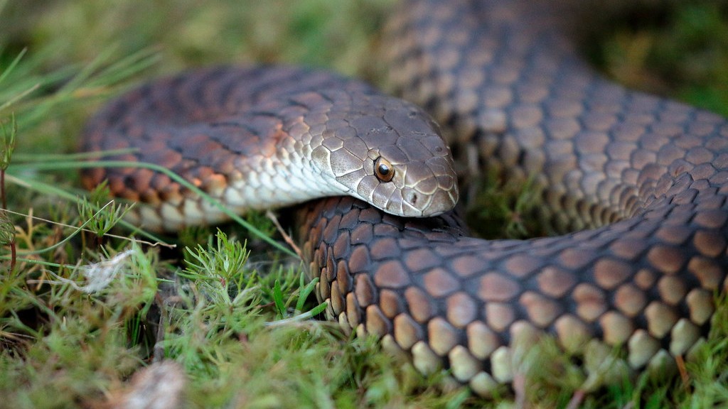 Are Copperhead Bites Dangerous To Dogs