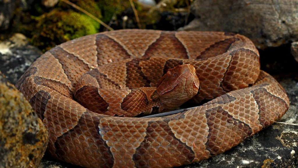 Are Copperhead Bites Dangerous To Dogs