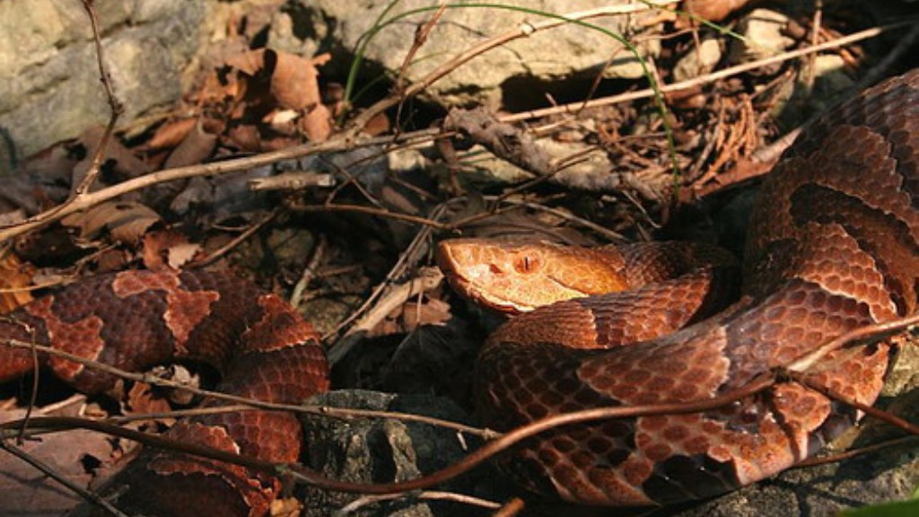 How To Tell Between A Corn Snake And A Copperhead