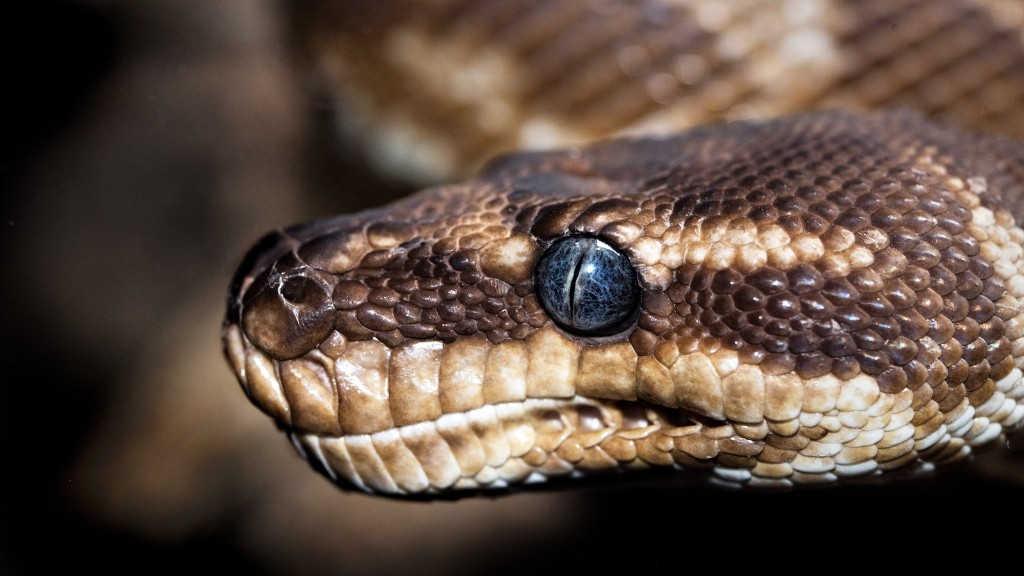 Error 1111 Python Snake