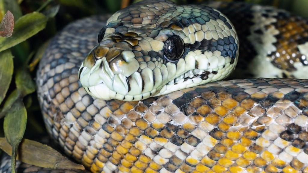 Cobra Snake Have Teeth