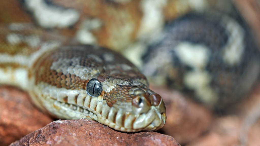 Python Snake Vs Black Mamba