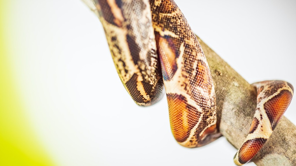 Black Striped Nose Python Snake