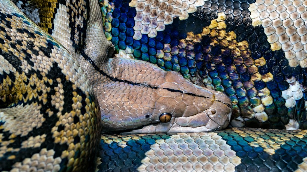 Python Snake Found Under House In Florida
