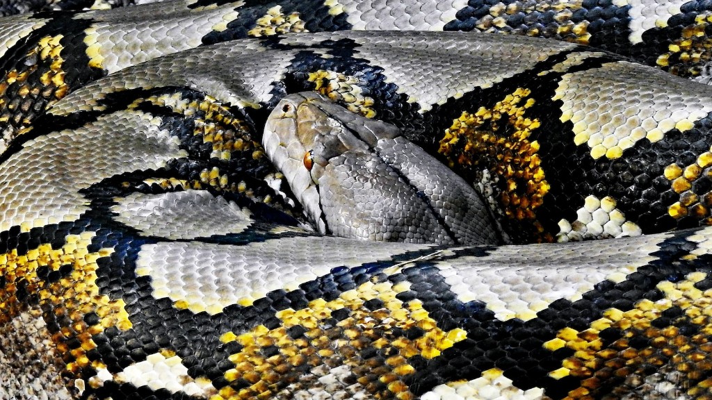 Python Snake Vs Black Mamba