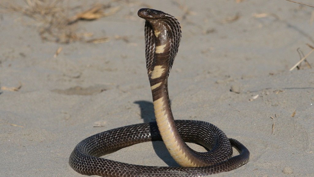 Cobra Snake On A Pedestal