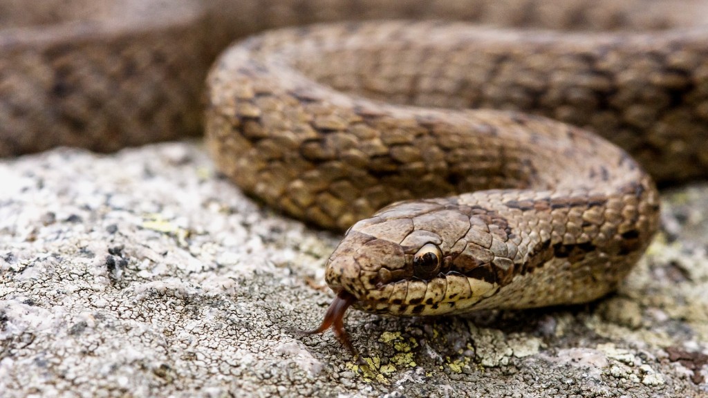 How Long To Live Rattlesnake Bite Without Antivenom